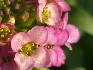 b0061107_1537111.jpg