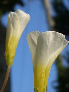 b0061107_6293890.jpg