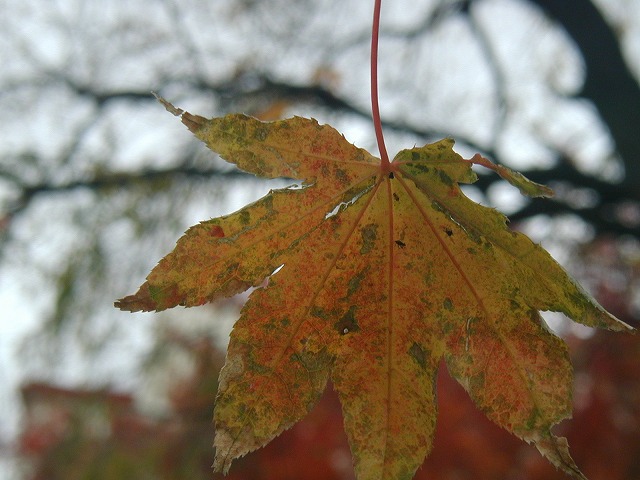 c0040208_1305184.jpg