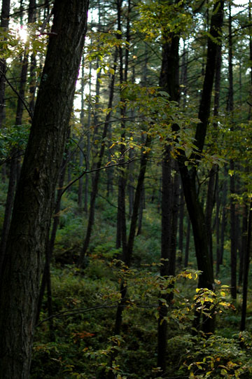 f0009722_814161.jpg
