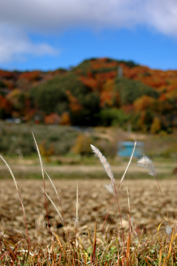 f0009722_845912.jpg