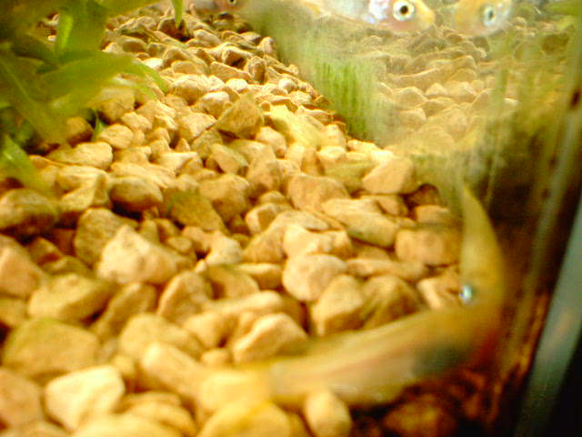 d0048332_1171520.jpg