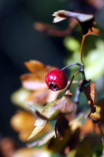 c0026870_15275357.jpg
