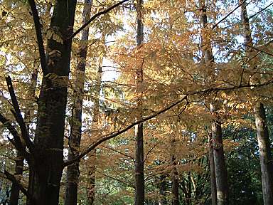 e0060374_1531913.jpg