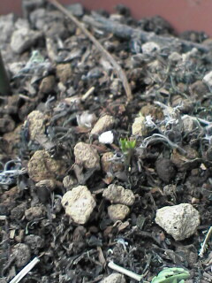 c0056903_17352074.jpg