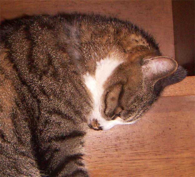 e0018604_1744724.jpg