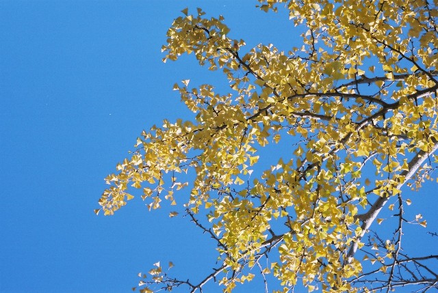 f0005823_1223261.jpg