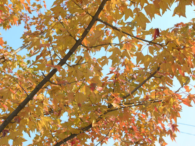 b0016565_3443734.jpg