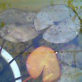 b0070083_2183356.jpg