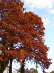 c0011009_212830.jpg