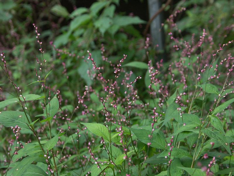 b0039226_132459100.jpg