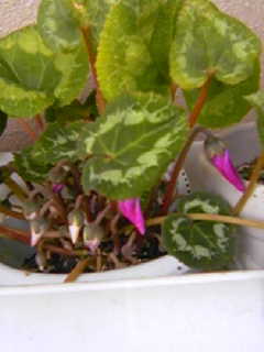 e0067640_2232193.jpg