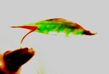 d0029241_1272935.jpg