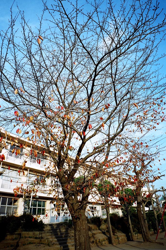 e0071178_20171137.jpg