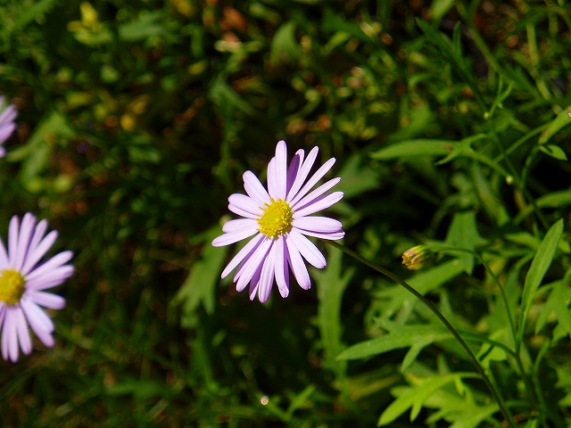 e0029692_1322312.jpg