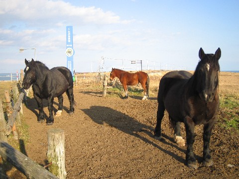 c0013687_2331565.jpg