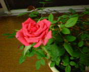 f0005891_12351.jpg
