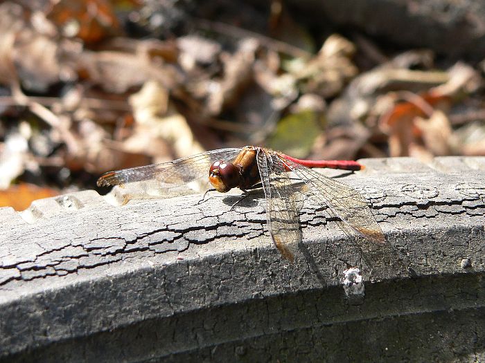 e0002314_17222960.jpg