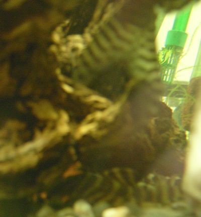 e0072757_1143090.jpg