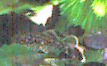 e0049877_1442855.jpg
