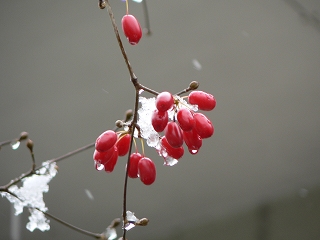 d0009689_20451057.jpg