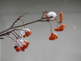 d0009689_2172526.jpg