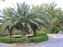 d0005397_331467.jpg