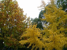 d0005397_332632.jpg