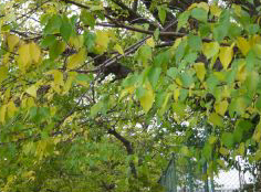 c0011009_12285450.jpg