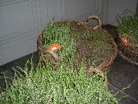 e0046112_7553194.jpg