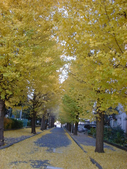 c0071545_17574015.jpg