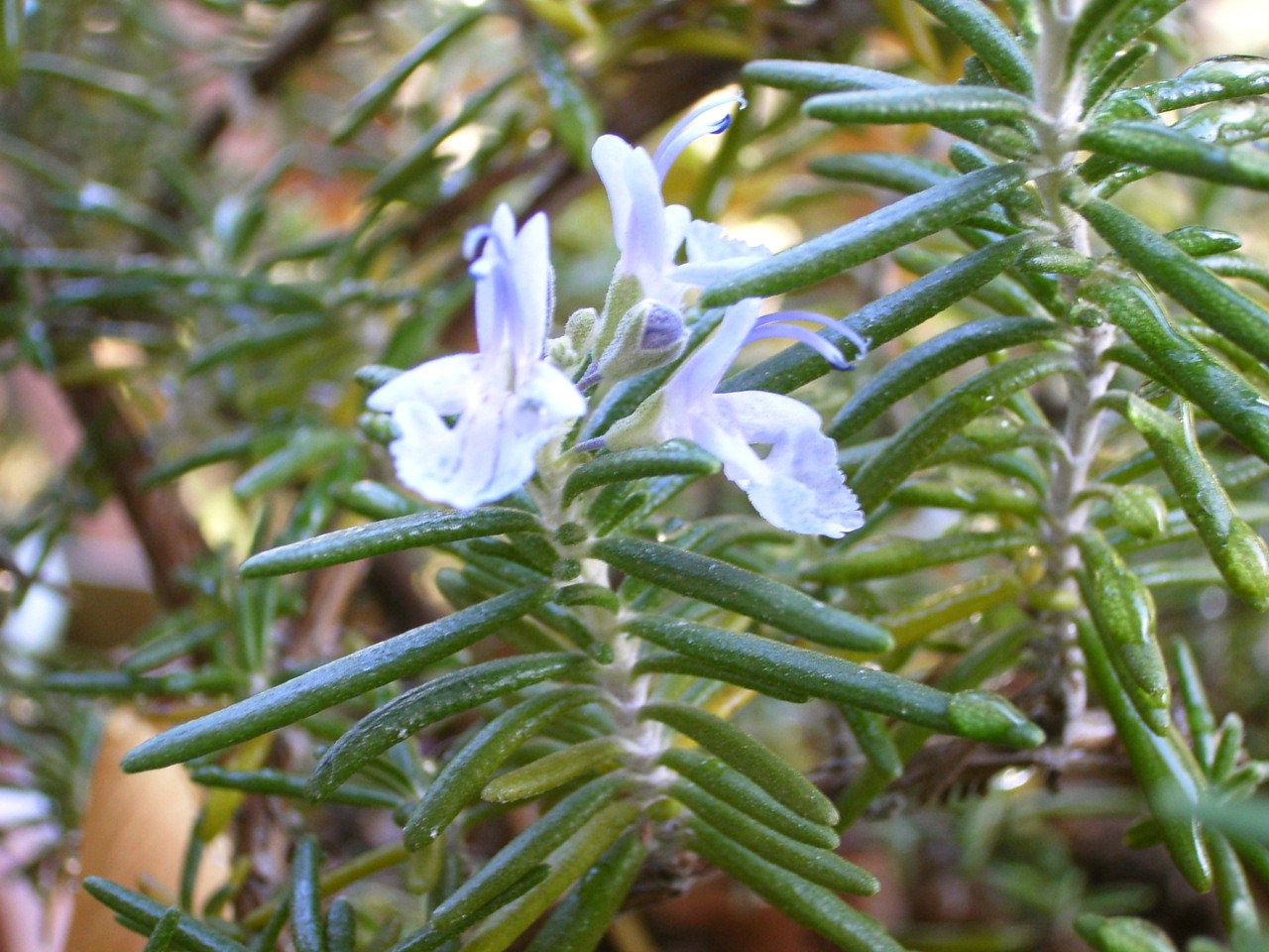 d0014133_149310.jpg