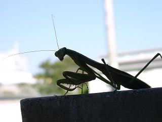 a0023397_20383655.jpg