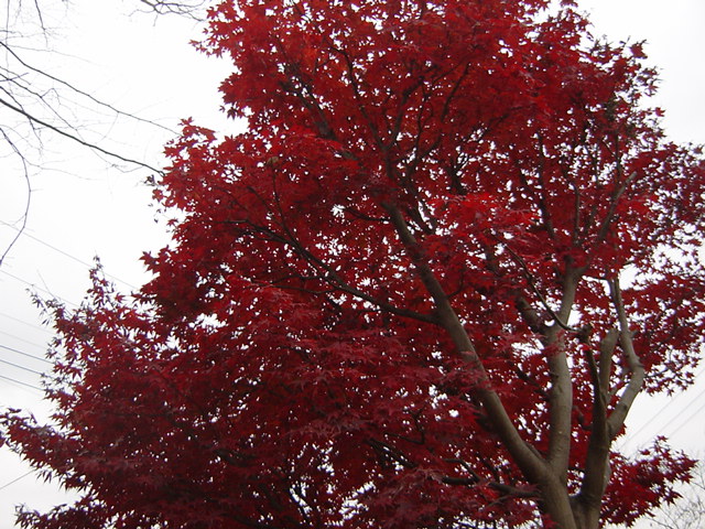 e0028401_0524226.jpg