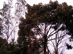e0016120_12223036.jpg