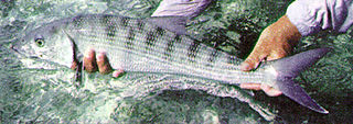 e0063923_20213524.jpg