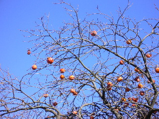 d0013149_0542825.jpg