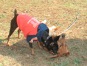 c0012571_20595128.gif