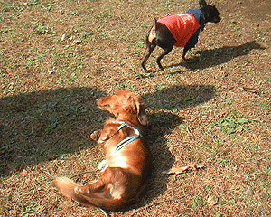 c0012571_2101325.gif