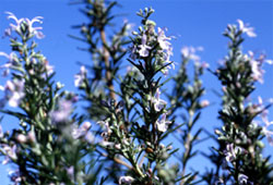 f0014658_1744233.jpg