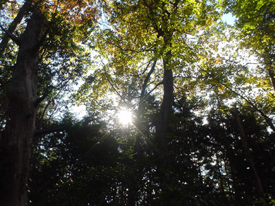 e0002927_1535640.jpg