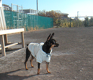 c0012571_22165948.gif
