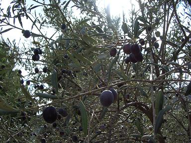 e0023471_16111922.jpg