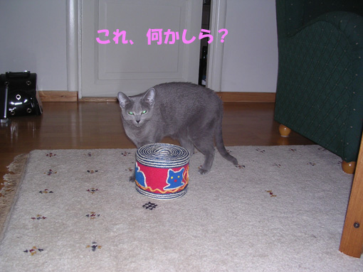 c0006748_6542577.jpg