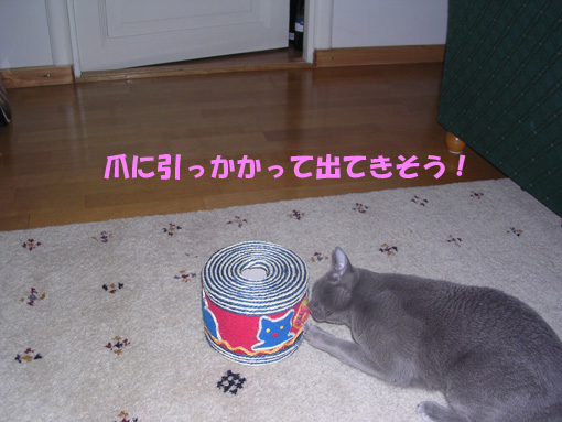 c0006748_6574525.jpg