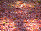 c0028664_23334740.jpg