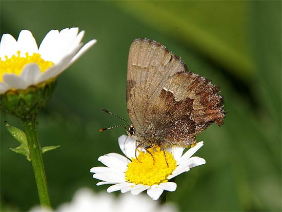 d0001300_9481260.jpg