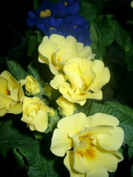 e0089001_2350093.jpg