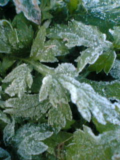 c0026594_23223681.jpg