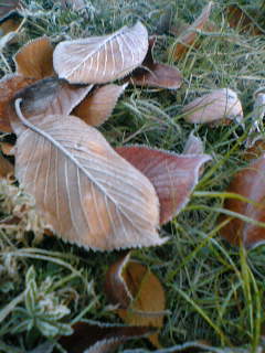 c0026594_2322599.jpg